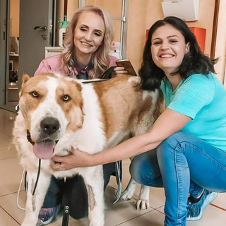 Логотип @vasilikvalya - Команда Виктория | Приют для животных "ДОБРЫЕ РУКИ"