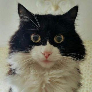 Логотип @vasilisathecat - Vasilisa the Cat