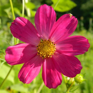 Логотип @vasya_nature - В гостях у Васи 🌹🌺🌻🌼🌷