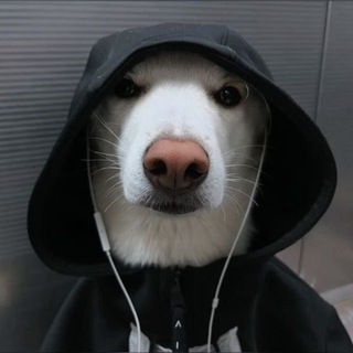 Логотип @vasyapalkiin - vasyapalkiin