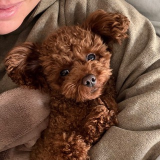 Логотип @vatrushkathepoodle - Сладкая Ватрушка