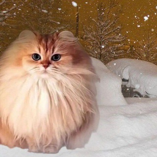 Логотип @vavada_official_telegram - limpa4ka | ПРОМОКОДЫ