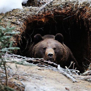 Логотип @vberlogu - Берлога