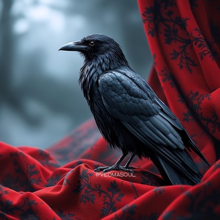 Логотип @vedmasoul - Медея 🖤 Ведьма