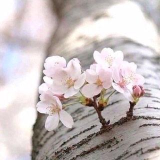 Логотип @veira_lina - С любовью и заботой о здоровье и красоте🌿