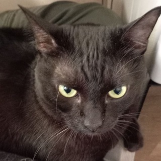 Логотип @vekhden_speak - Вехденская правда