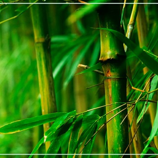 Логотип @vekjivi - 😍👍😄СЕКРЕТЫ ДОЛГОЛЕТИЯ🙏👍❤️