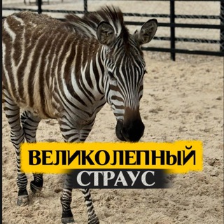Логотип @velikolepnyi_straus - Великолепный страус | Страусиная ферма & Кафе