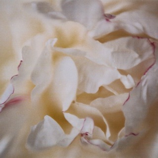 Логотип @velvetnoses - velvetnoses