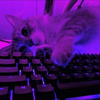 Логотип @velyapromoso - Dorm Yaki