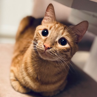 Логотип @veniamin_cat - КотоАрхив «Вениамин и Миккаэль»