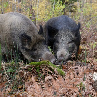 Логотип @vepryobz - Вепри и их друзья