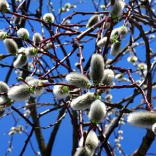 Логотип @verba2 - Verba