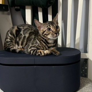 Логотип @verixvo - verixvo