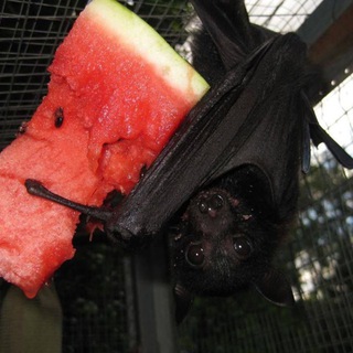 Логотип @vernisprochu - попроси прощения