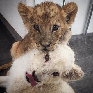 Логотип @versace_chat1 - 𝐕𝐄𝐑𝐒𝐀𝐂𝐄 𝐂𝐇𝐀𝐓