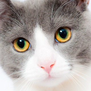 Логотип @very_funny_animals - Смешные животные