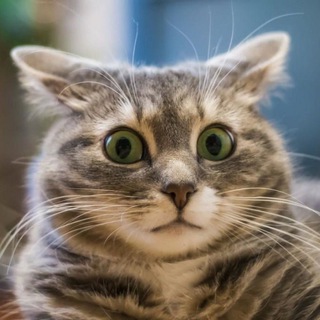 Логотип @verycurious - О как!