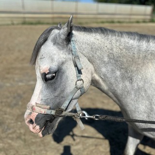 Логотип @verylovehorsepro - |very•horse|