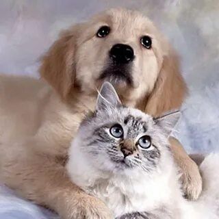 Логотип @veselyezhivotnye - Мир животных