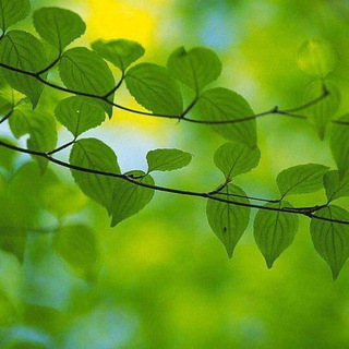 Логотип @vesna_spiker - 🎙ВДА "Весна". Спикерские ☀️🌿💐