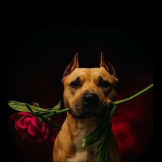 Логотип @vestaamstaff - VESTA