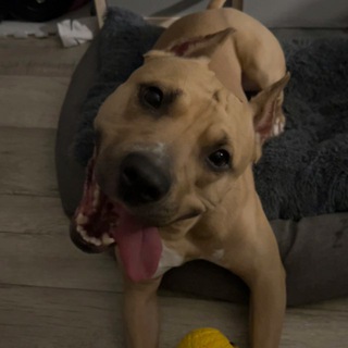 Логотип @vestaamstafff - чатик Вэсты