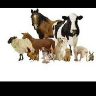 Логотип @veterinar_maslaxati - Veterinar maslaxati🐥🐄🚨