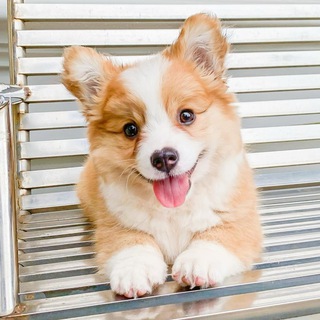 Логотип @veterinary_zoo - Ветеринария и зоология
