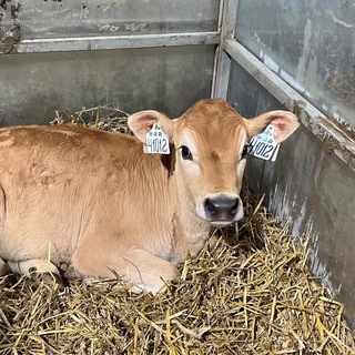 Логотип @vetkolhoznik1 - Vetkolhoznik