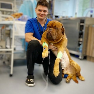 Логотип @vetsovvet - ВетСовет