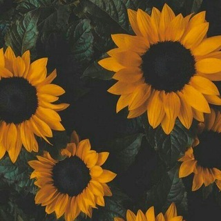 Логотип @vibemusicai - My Vibe