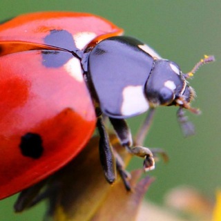 Логотип @vidadeinsectos - ЖИЗНЬ НАСЕКОМЫХ