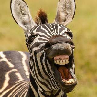 Логотип @video_ha_ha - 😂Video_and_Photo😂