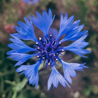 Логотип @video_inspire - АТМОСФЕРНЫЕ ВИДЕО • МУЗЫКА • МУДБОРДЫ