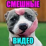 СМЕШНОЕ ВИДЕО | СМЕШНЫЕ ВИДЕО