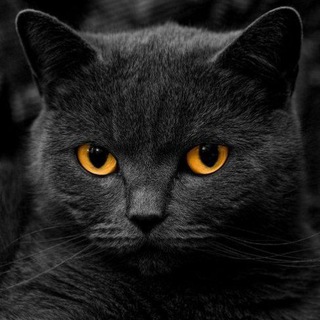 Логотип @video_top_77 - Самый топовый РОЛИКИ