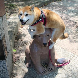 Логотип @video_zhopika - Приколы/гифы