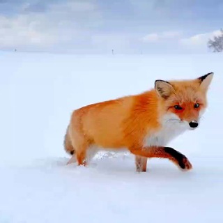 Логотип @videofoxtg - Хитрый лис🦊