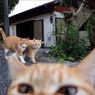 Логотип @videokotiki - милые видео с котиками