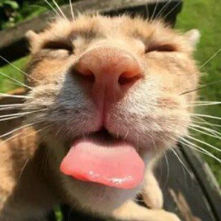 Логотип @videoprikolyx - ВИДЕО ПРИКОЛЫ ВИДЕОПРИКОЛЫ