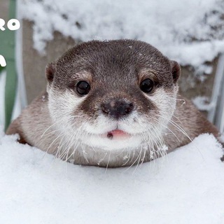 Логотип @vidrochki - Выыдрыыы (выдры/otters)