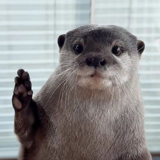 Логотип @vidromemi - выдры и мемы 🦦