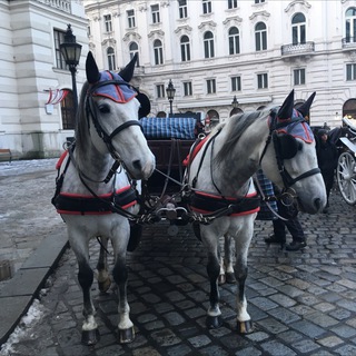 Логотип @viennastories - Кое-что о Вене