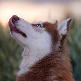 Логотип @vika_vatutina - Жизнь с рыжей хаски
