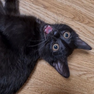 Логотип @vikadcat - VikaDCat котейка мечты