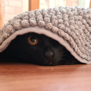 Логотип @vikadccat - VIKADCAT