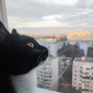 Логотип @vikpcat - Кощьки