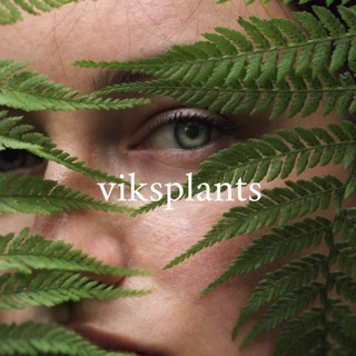 Логотип @viksplants - vikslife