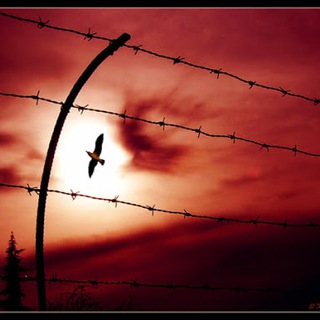 Логотип @vincenzocirigliano - Free Out of the Matrix di Vincenzo Cirigliano